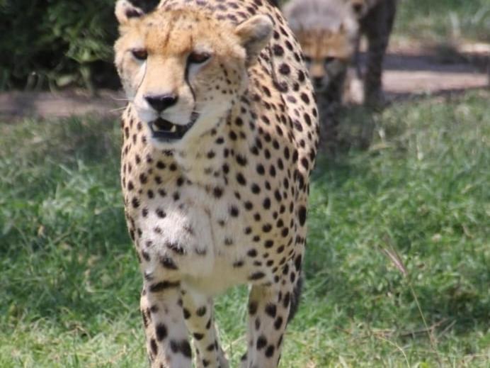 Maasai Mara Sfari camp in kenya Bed & Breakfast Sekenani Bagian luar foto